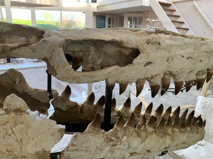 Mosasaur fossil skeleton for sale  