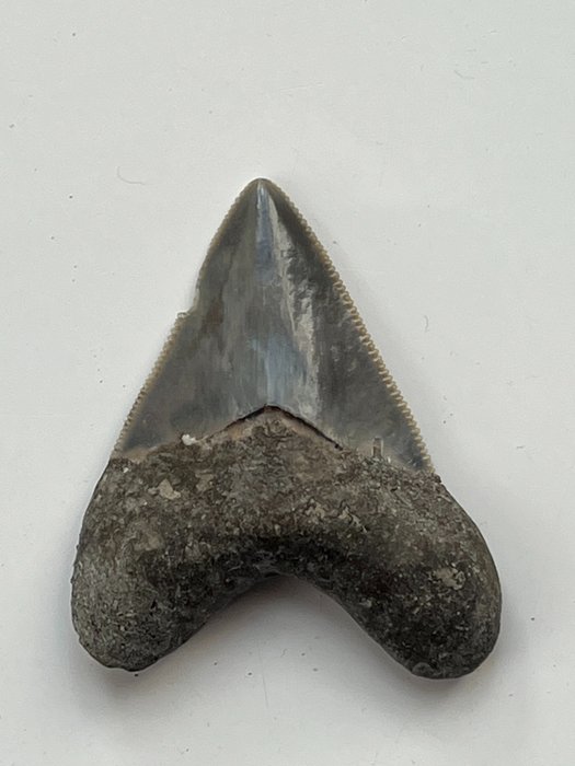 Megalodon shark tooth for sale  