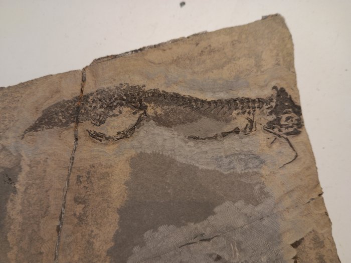 Amphibian fish fossil for sale  