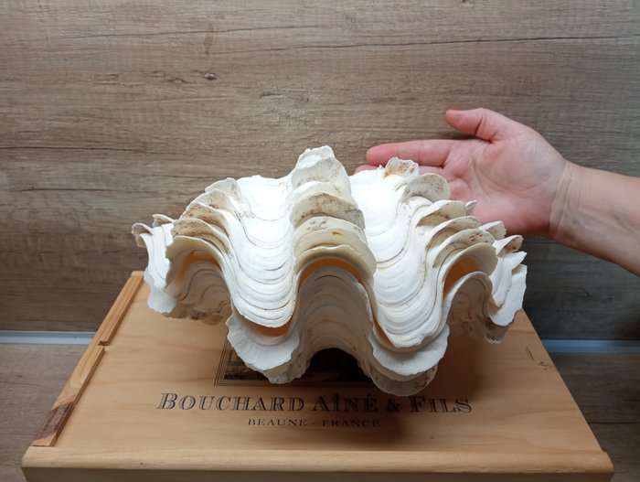 Giant clam sea for sale  