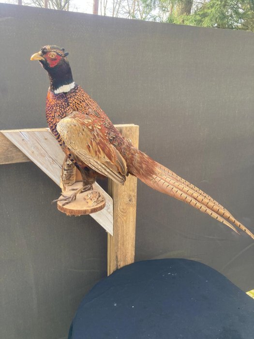 Pheasant taxidermy full d'occasion  