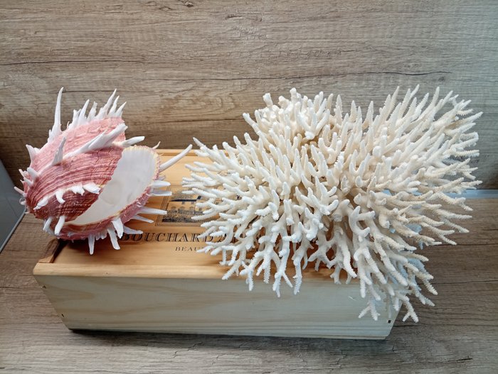 White coral pinkoyster for sale  