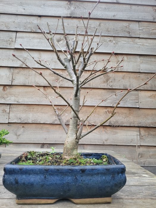 Tilia cordata bonsai for sale  