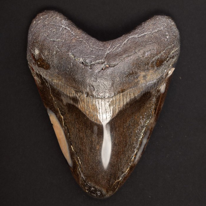Megalodon tooth fossil for sale  