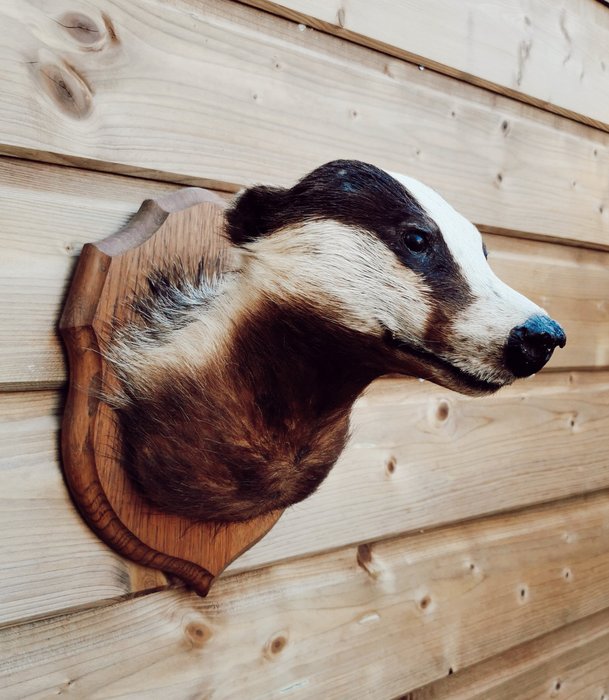 Badger taxidermy full for sale  