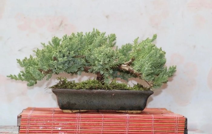 Juniper bonsai height usato  