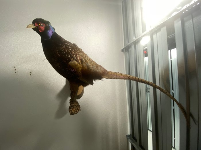 Beautiful pheasant standing for sale  
