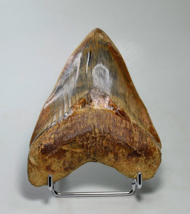 Megalodon fossil tooth usato  