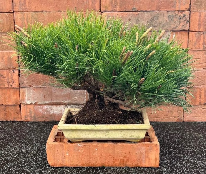 Pine bonsai height usato  