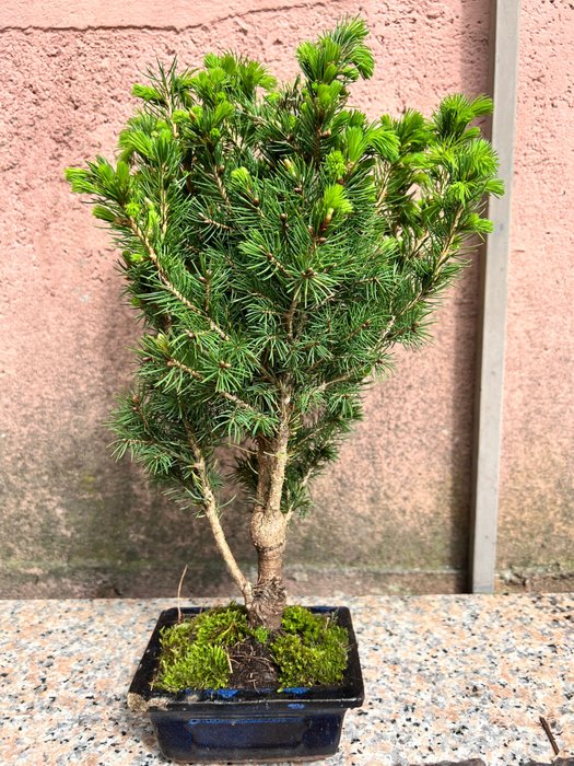 Spruce bonsai height for sale  