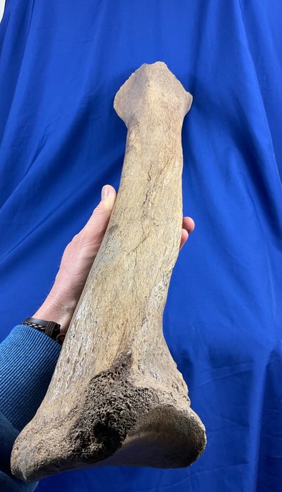 Amazing long mammoth for sale  