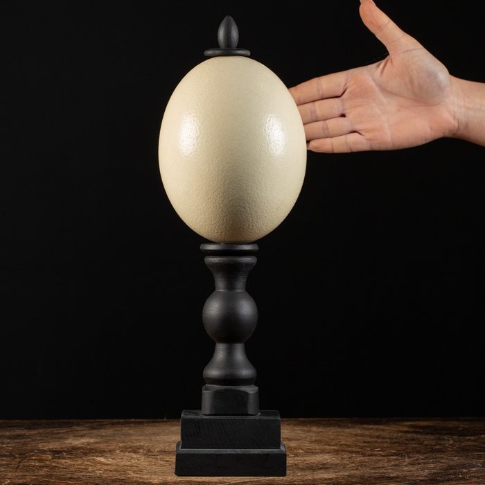 Ostrich egg dark for sale  