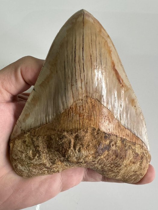 Megalodon fossil teeth for sale  