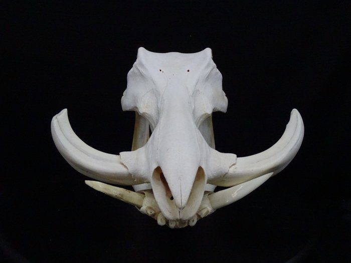 African warthog skull usato  