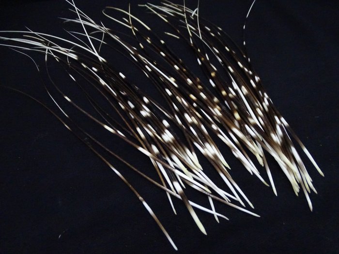 Cape porcupine quills for sale  