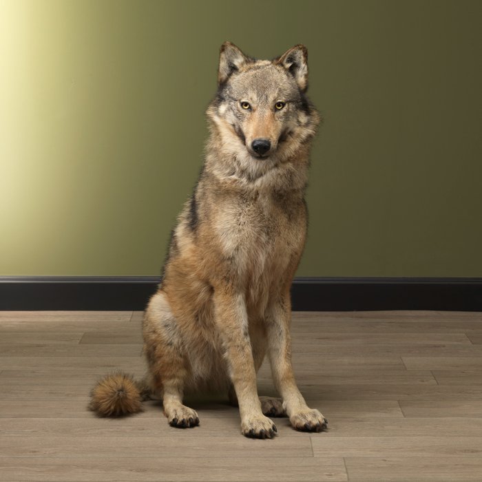 Common wolf adult for sale  