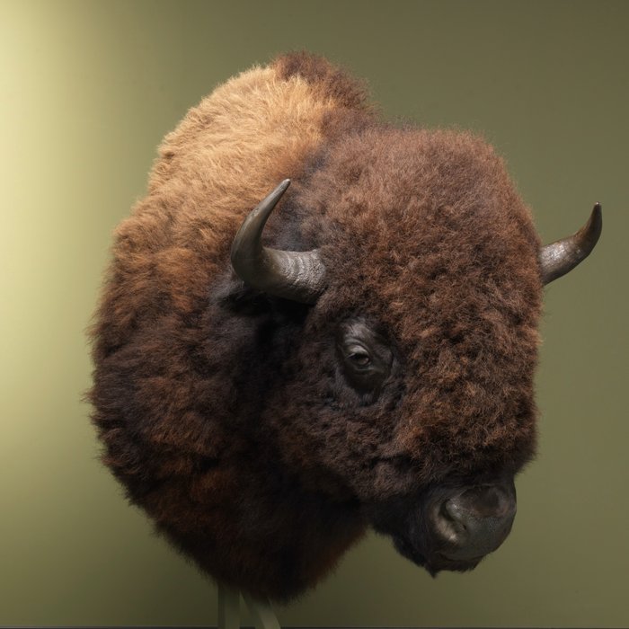 North american buffalo for sale  