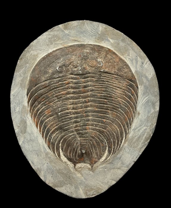 Fossil fragment trilobite d'occasion  