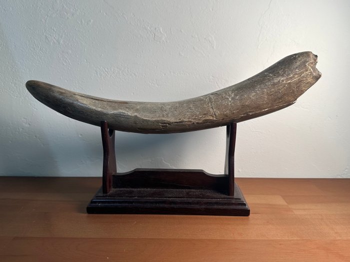 Woolly mammoth fossilised for sale  
