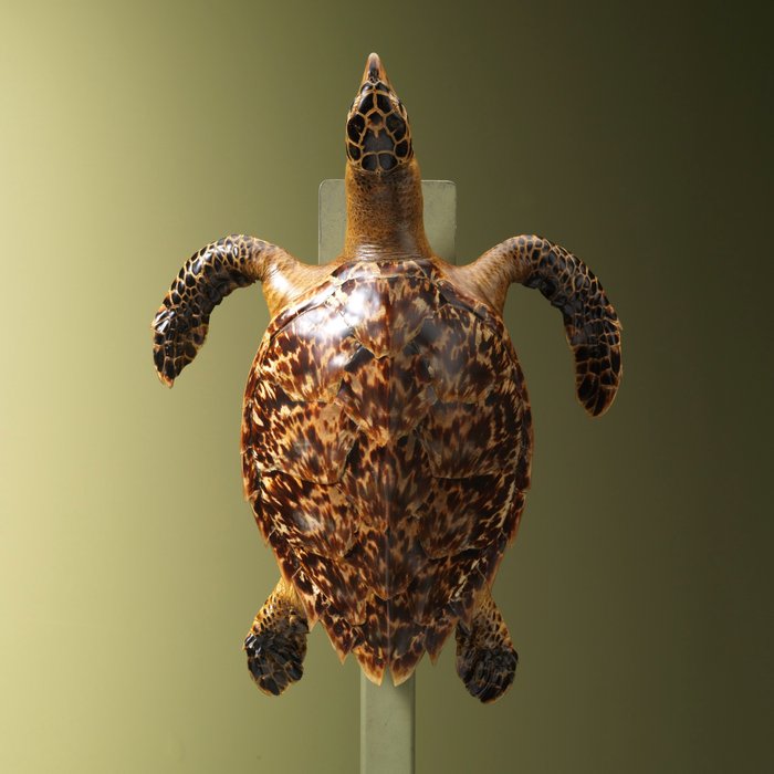 Hawksbill sea turtle for sale  