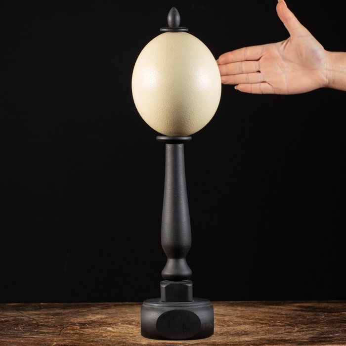 Ostrich egg dark for sale  