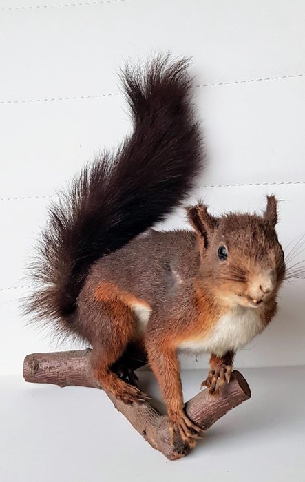 Red squirrel taxidermy for sale  
