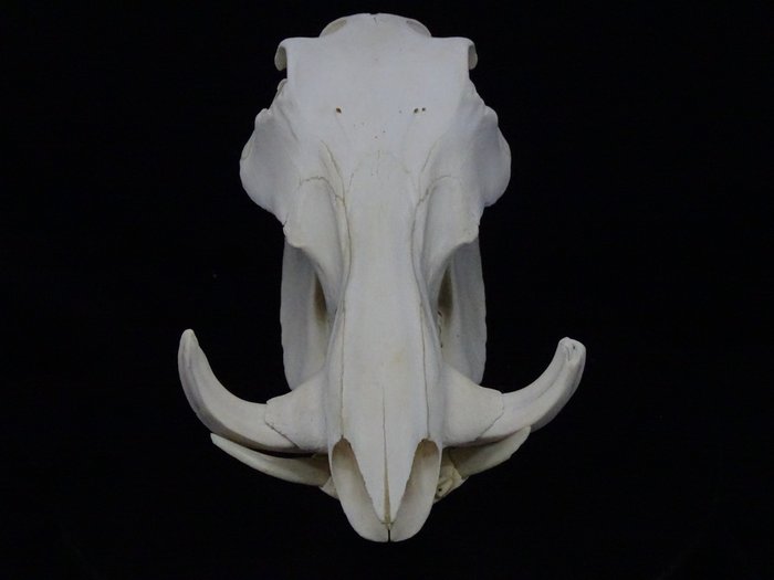 African warthog skull d'occasion  