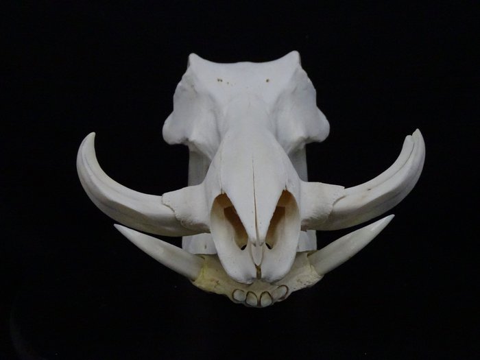 African warthog skull for sale  