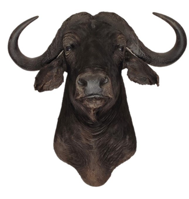 Large cape buffalo for sale  