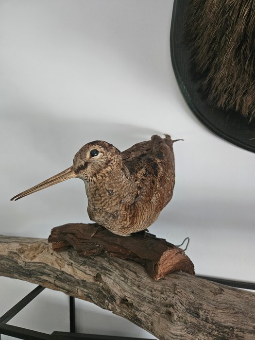 Woodcock taxidermy full for sale  