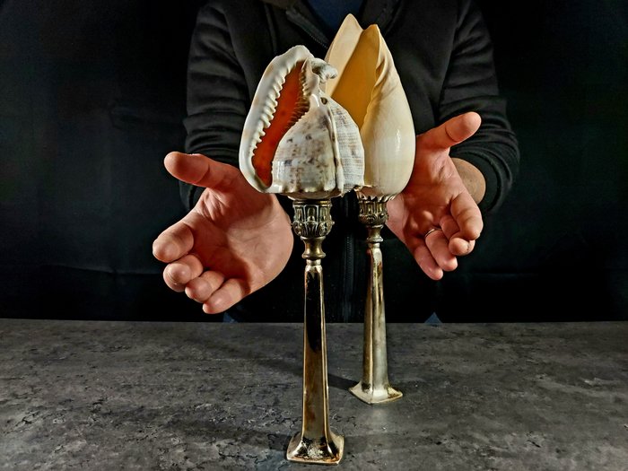 Shells pedestal taxidermy for sale  