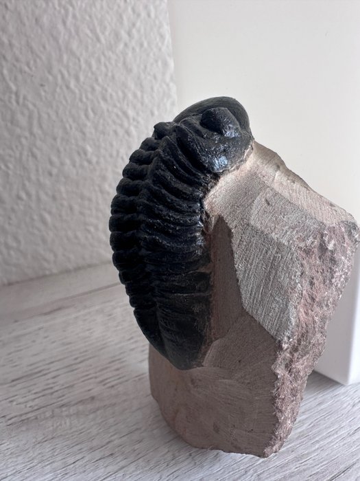 Trilobite fossil matrix usato  