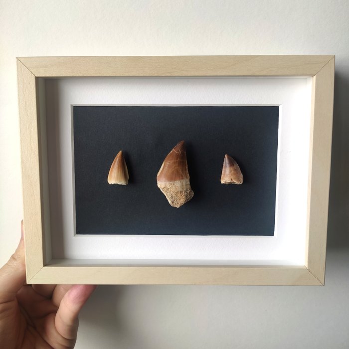 Fossil teeth frame for sale  
