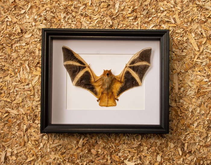Painted vesper bat for sale  