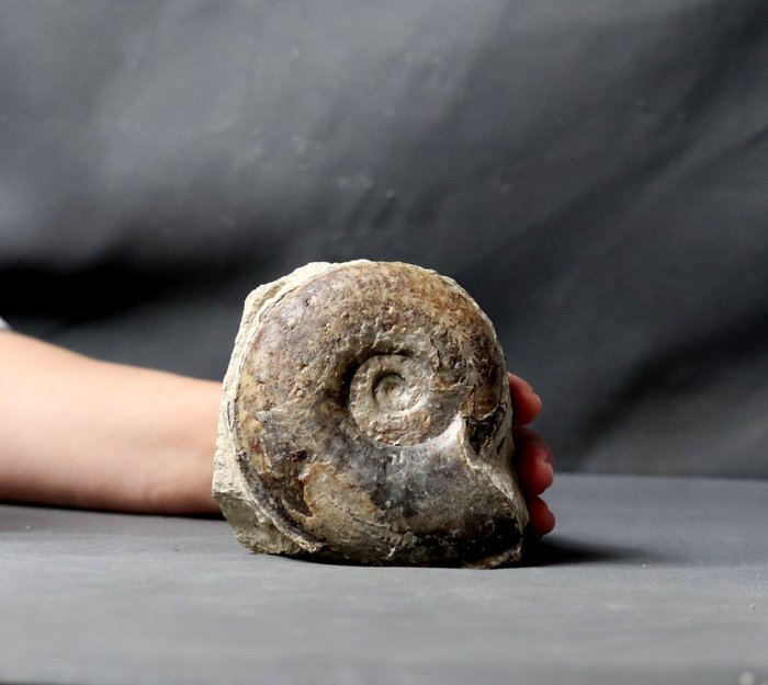 Fine ammonite self for sale  