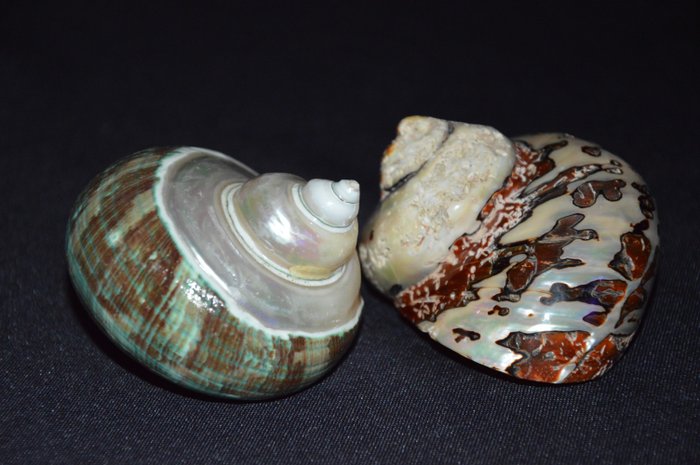 Sea snail sea usato  