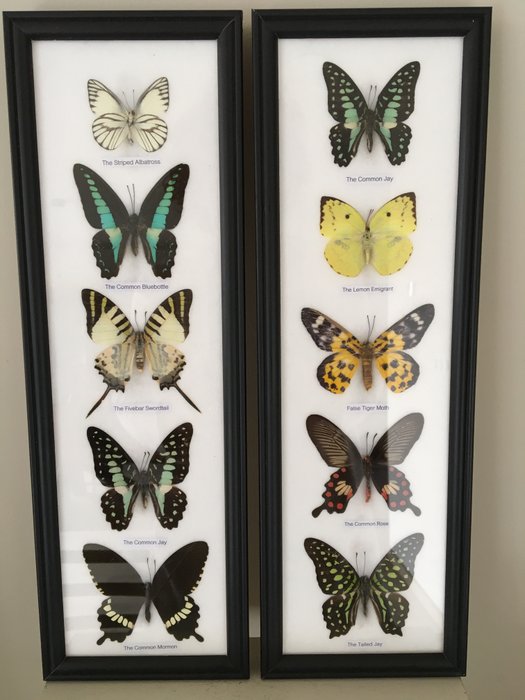 Butterfly taxidermy wall for sale  