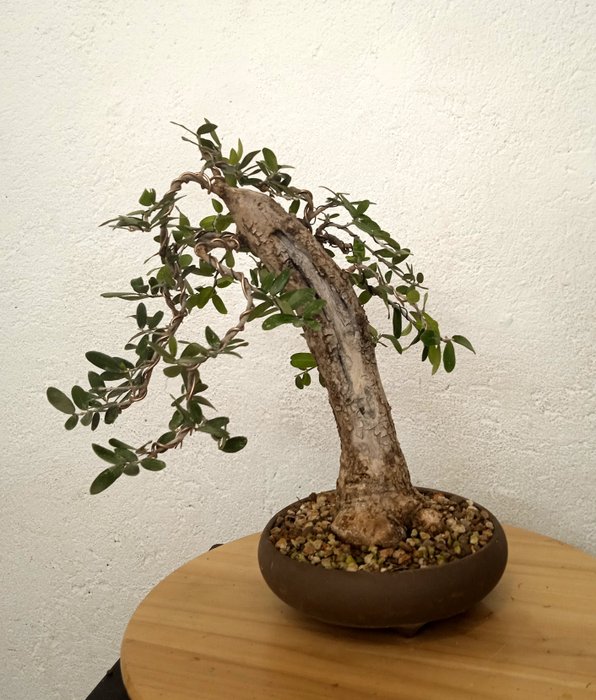 Olive bonsai height for sale  