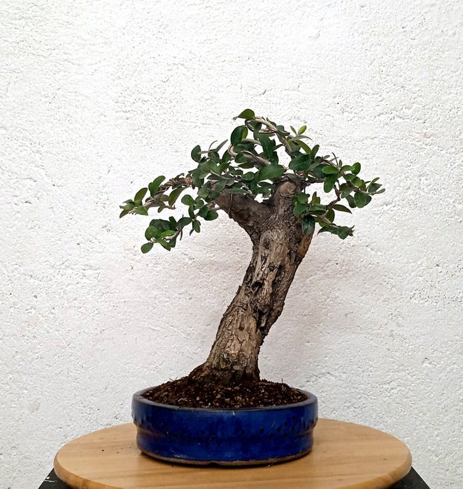 Olive bonsai height usato  