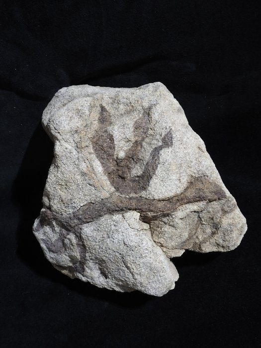 Dinosaur footprints fossil for sale  