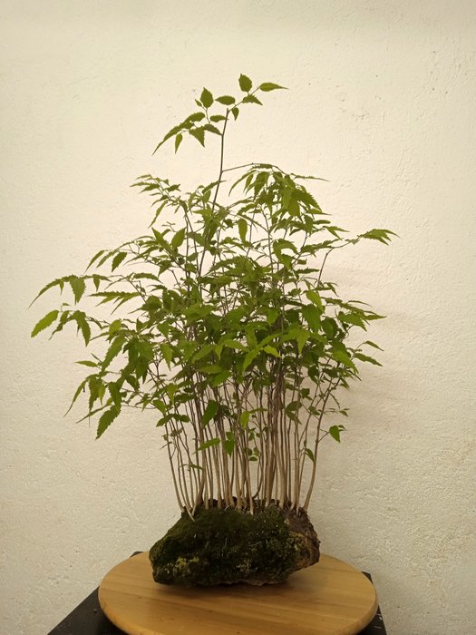 Hackberry bonsai height usato  