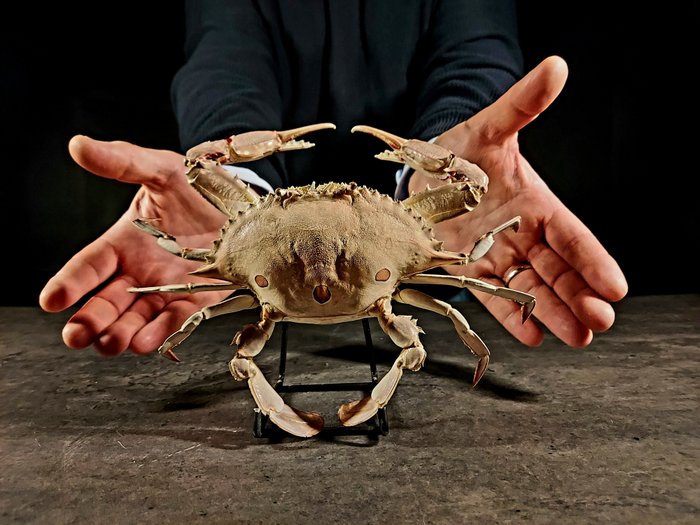 Crab taxidermy full for sale  