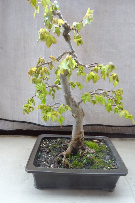 Trident maple bonsai d'occasion  