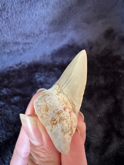 Big shark tooth for sale  