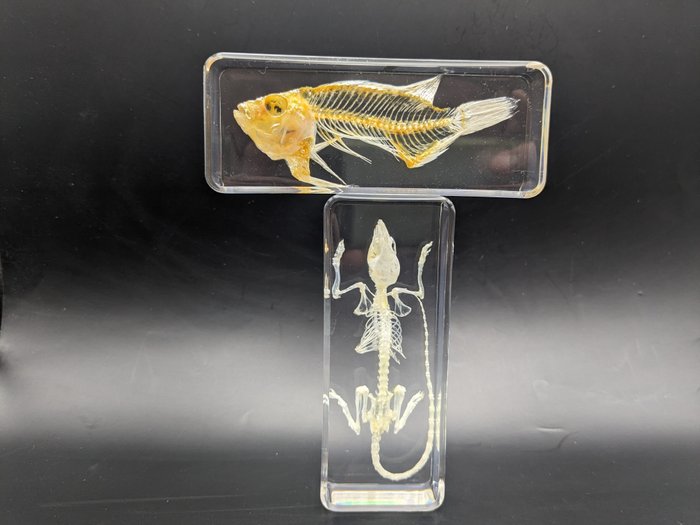 Mouse fish skeleton for sale  