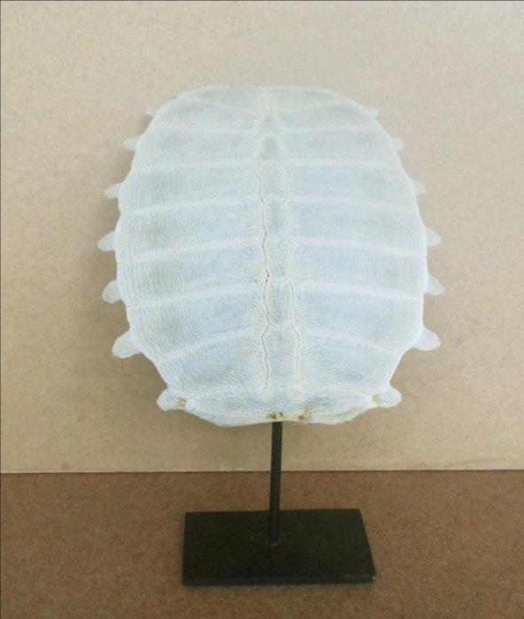 Shell softshell turtle usato  