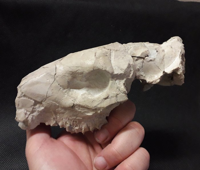 Skull fossil skull usato  