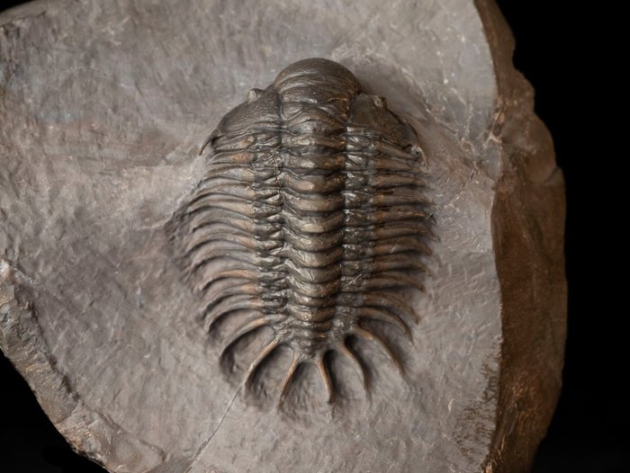 Trilobite fossilised animal d'occasion  