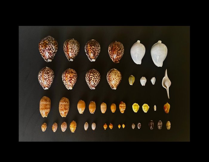 Cowrie collection sea d'occasion  