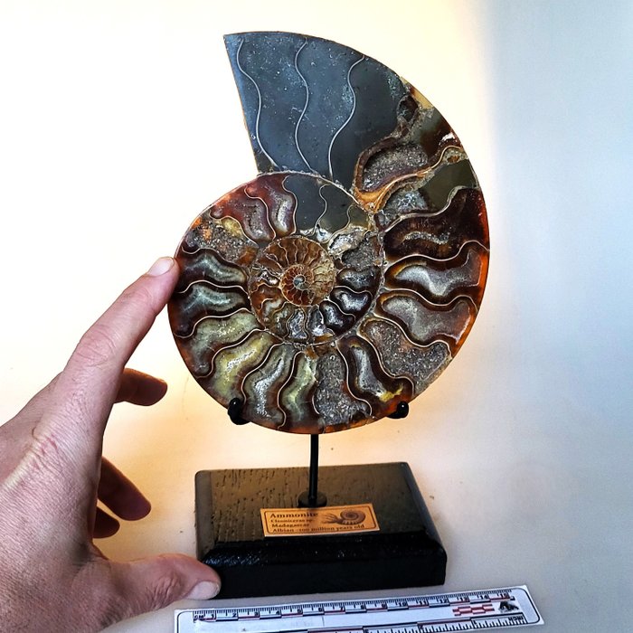 Fantastic large ammonite for sale  